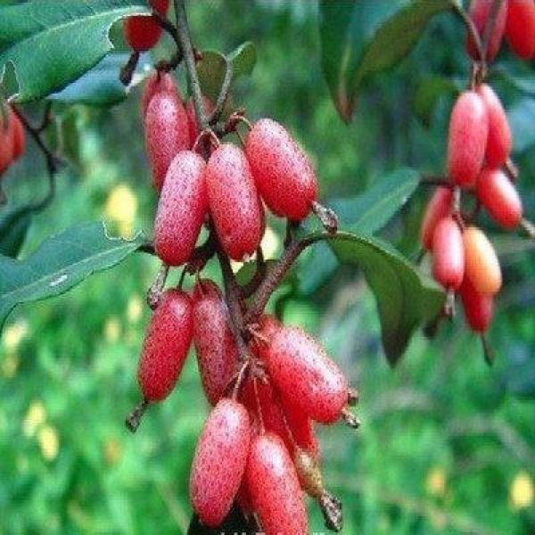 羊奶果种子四季播种阳台盆栽小院种植简单夏季开花高产水果