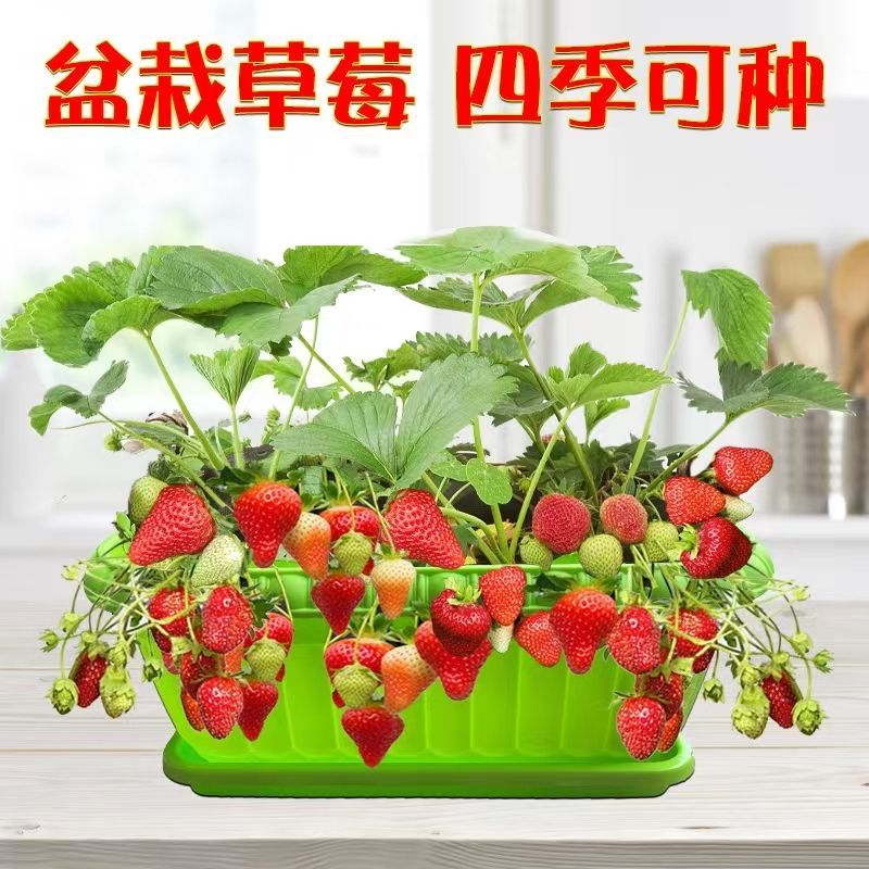 草莓种子种籽盆栽奶油草莓种子四季生长高产庭院盆栽阳台水果种子