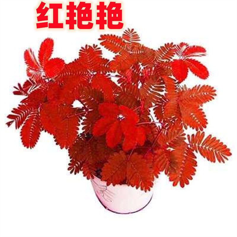 含羞草种子阳台庭院种植四季易种盆栽花籽盆栽花草花卉害羞草种子