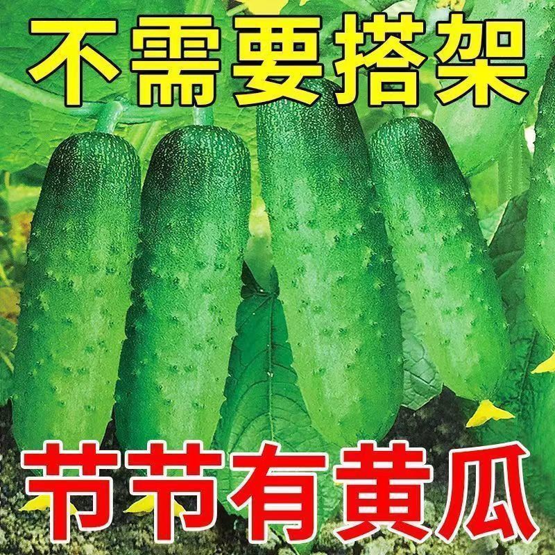 满地爬水果黄瓜种子不搭架四季庭院阳台盆栽黄瓜籽种蔬菜种籽