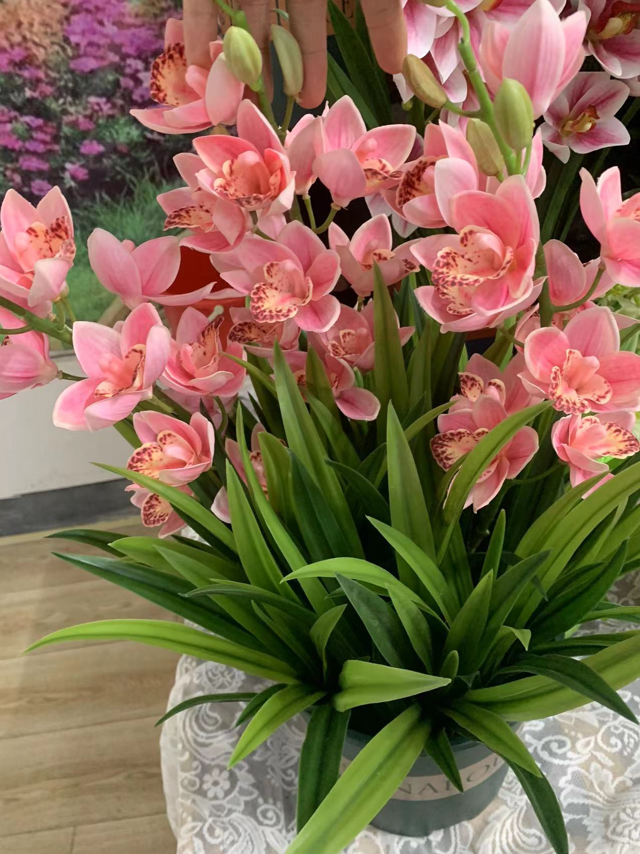 【林林专属】粉色花卉室内盆栽地栽种植四季常青年宵花卉开花庭院