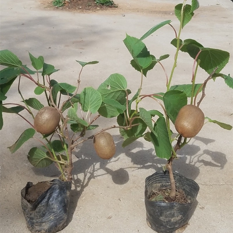 红阳 翠香 海奥德植物种苗南北方皆可种植盆栽地栽都可以