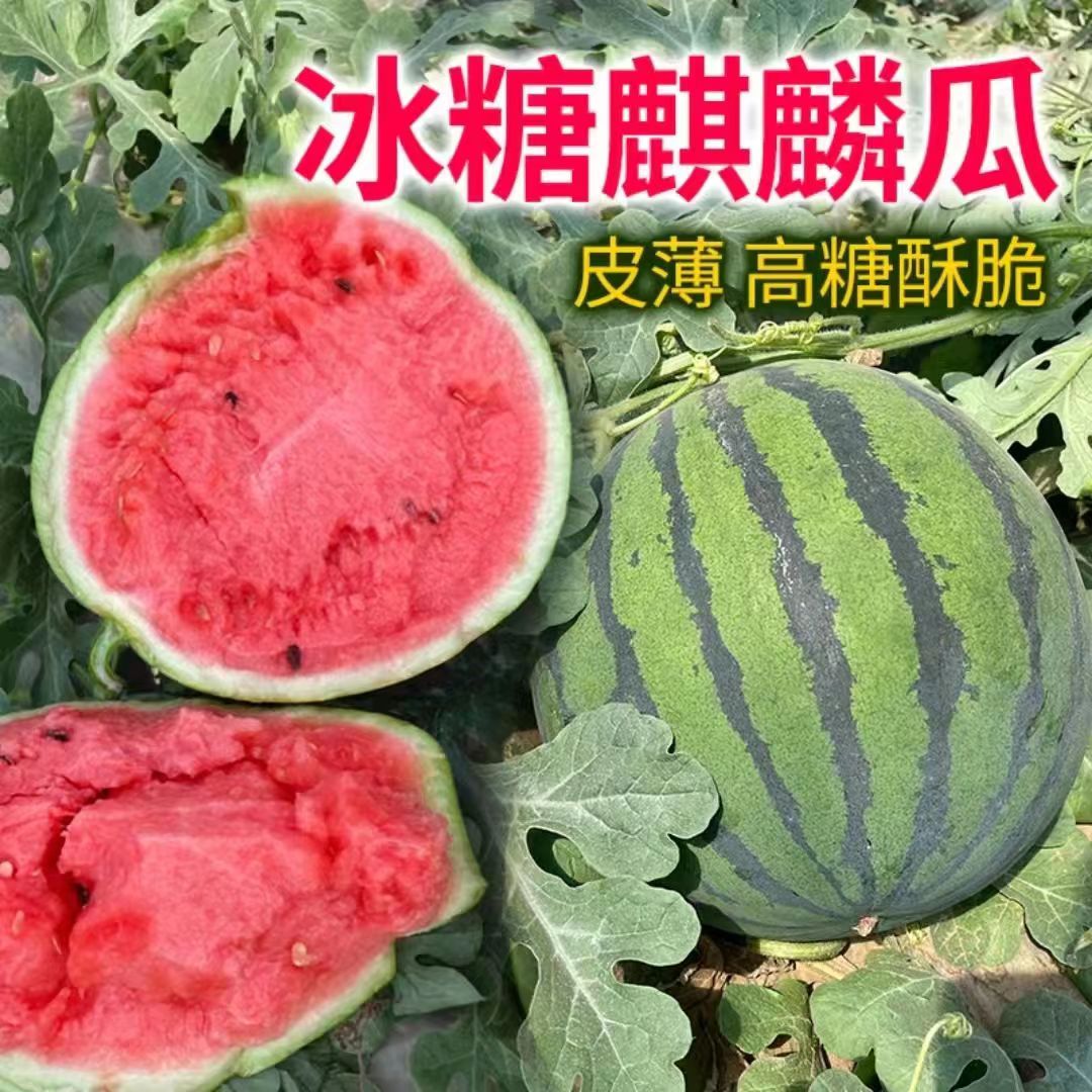 西瓜秧苗早熟高产8424嫁接西瓜苗麒麟懒汉无籽盆栽地栽阳台庭院