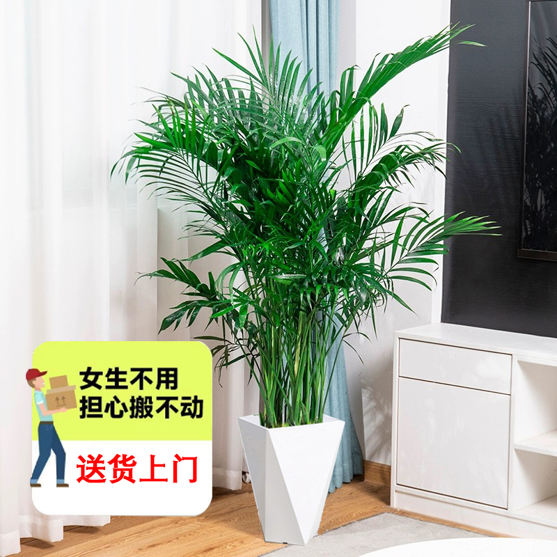 【花田】1.61-1.7米大型富贵椰子盆栽散尾葵客厅绿植室内高颜值美化