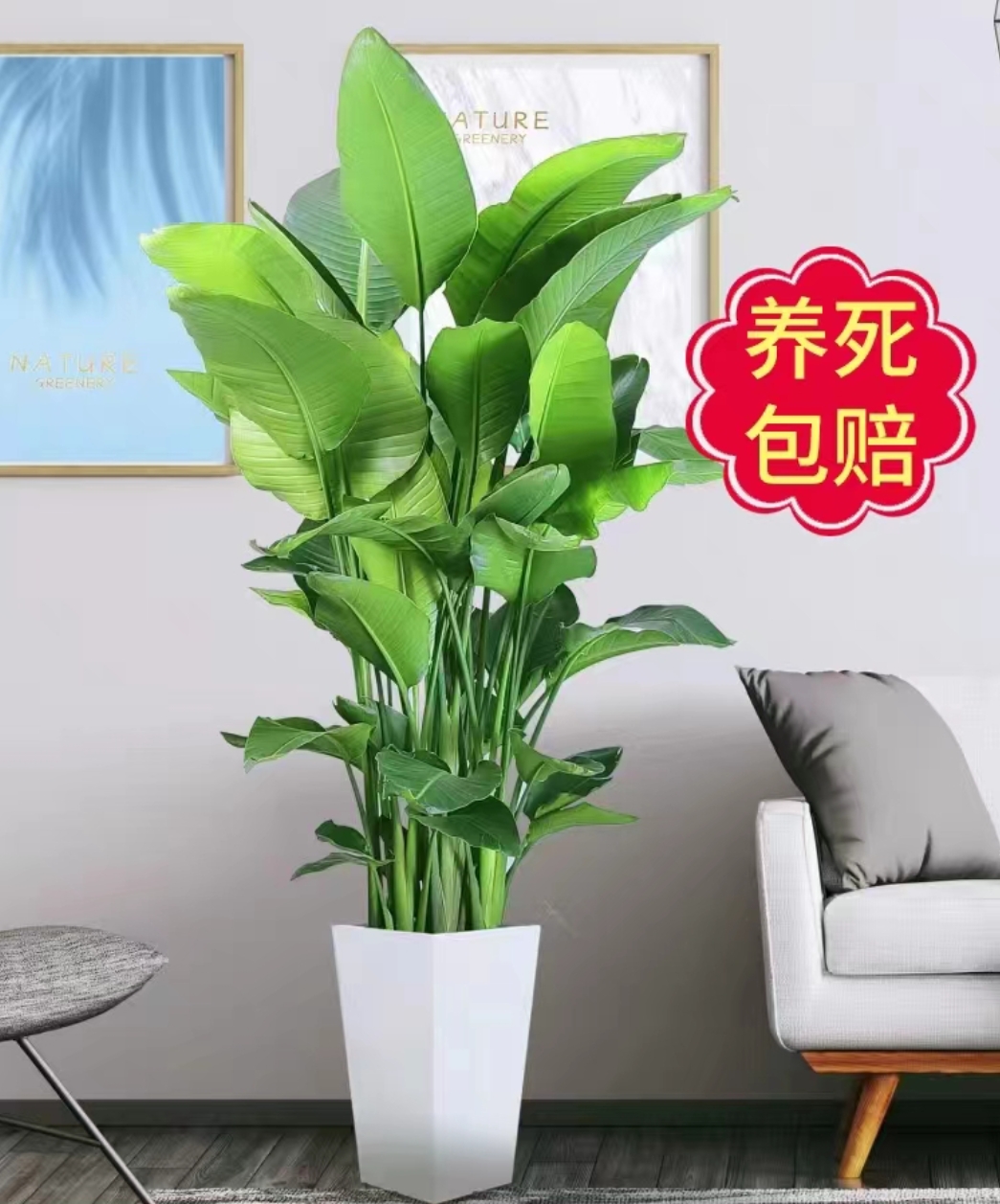 天堂鸟盆栽花卉绿植鹤望兰室内客厅大型观叶观花植物盆栽大型植物