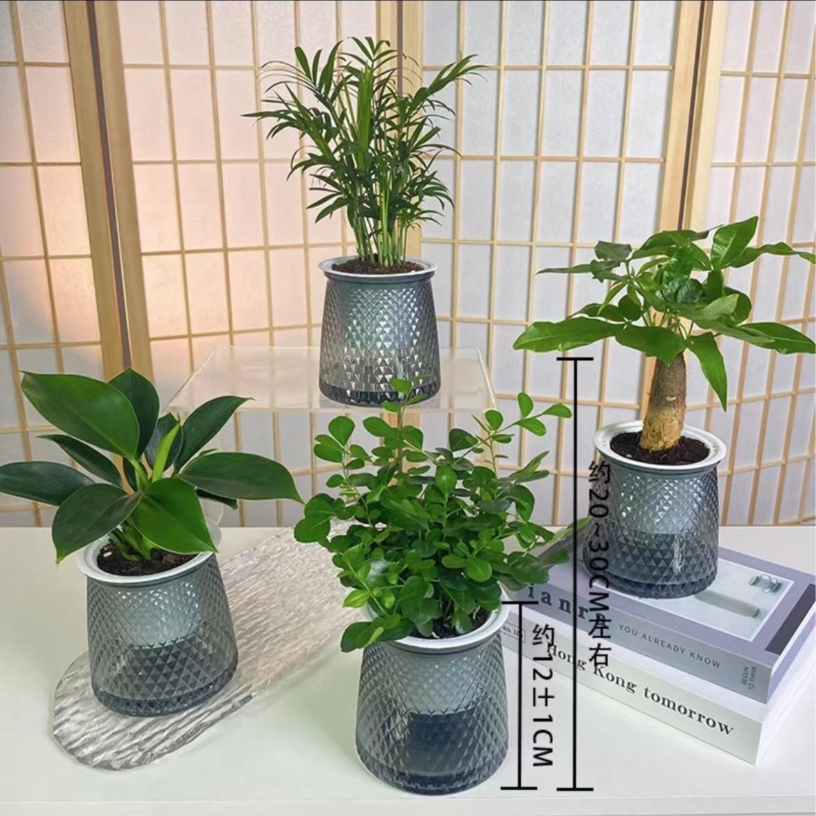 【四件套】发财树富贵椰子金钻九里香室内绿植花卉四季常绿水培好养