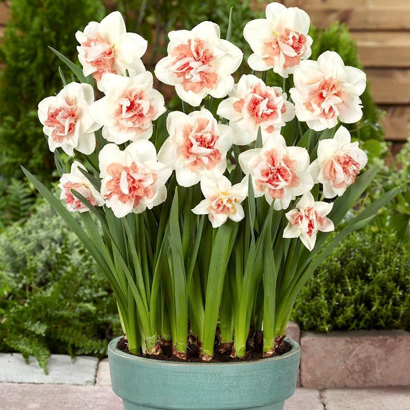 进口洋水仙种球耐寒重瓣水养水仙花花卉室内盆栽水培植物四季水仙