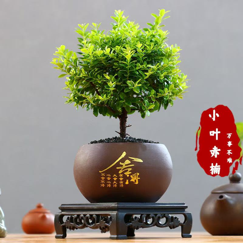 绿植交话费带我去苏北亲卫队