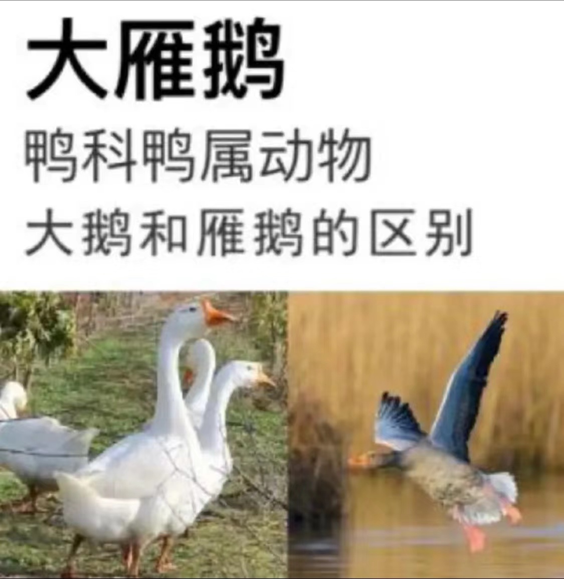 w【买1只送1只】散养大雁鹅 单只3.6斤左右 顺丰冷链 连云港发货
