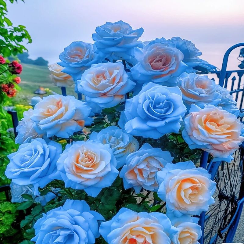 玫瑰花苗玫瑰花盆栽特大花树苗带花苞老桩四季开花花卉植物室内花
