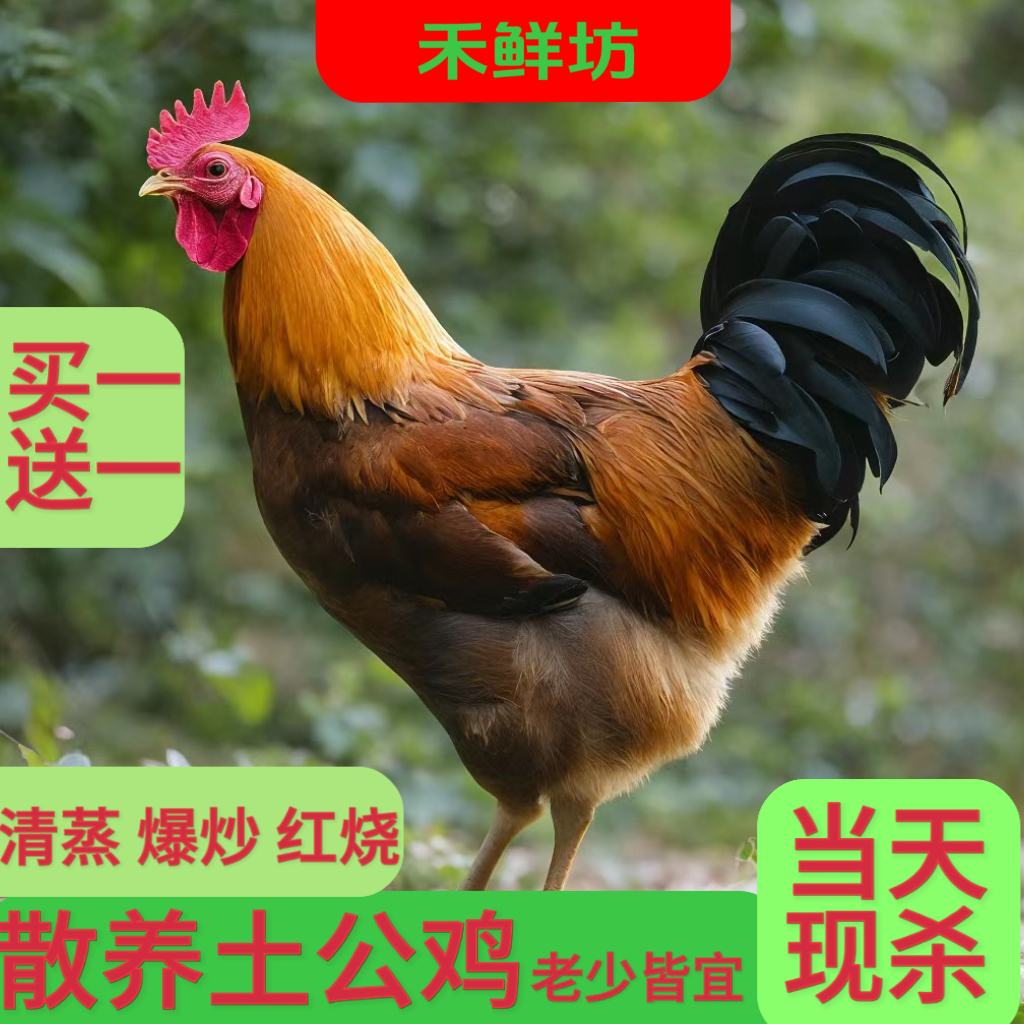 【买一送一】5斤到2只农家鸡林下散养跑地鸡大土公鸡现杀走地鸡土鸡