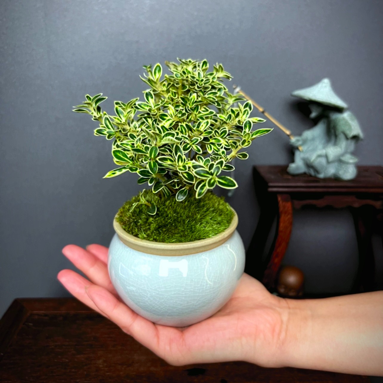 【加团送底座】丛林六月雪好养易活室内茶桌办公桌书房植物栽培