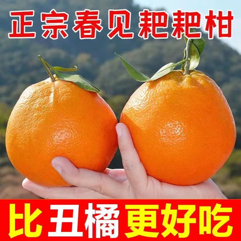 【现摘现发】四川春见耙耙柑橘子桔子应季新鲜水果丑橘子5斤8斤包