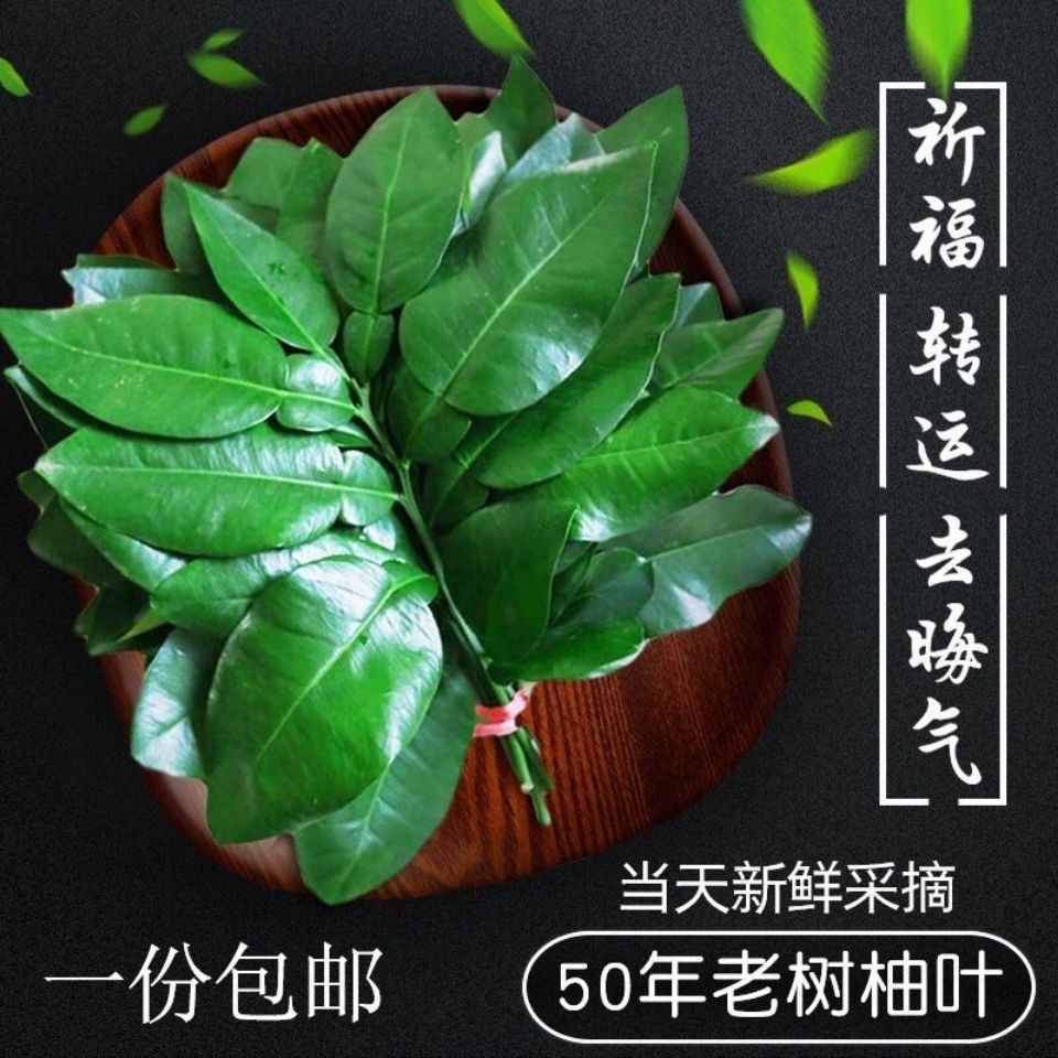 当天采摘 新鲜碌柚子树叶乔迁 去晦气柚子叶广东发货100片8把1斤