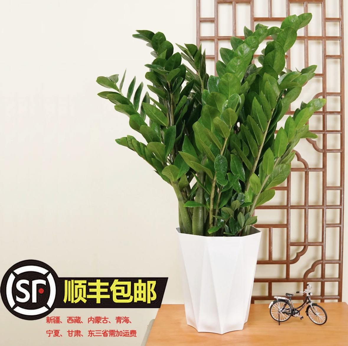 【顺丰】大型金钱树绿植四季常青室内客厅好养易活吸甲醛净化空气