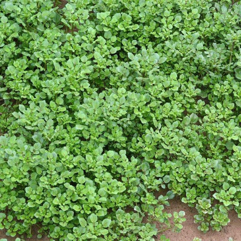 西洋菜种子豆瓣菜种子脆嫩爽口四季种植蔬菜菜籽野生菜籽