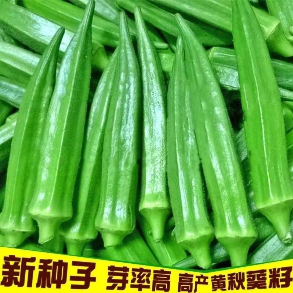 黄秋葵种孖一年四季高产绿秋葵种南北方阳台盆栽蔬菜种孖