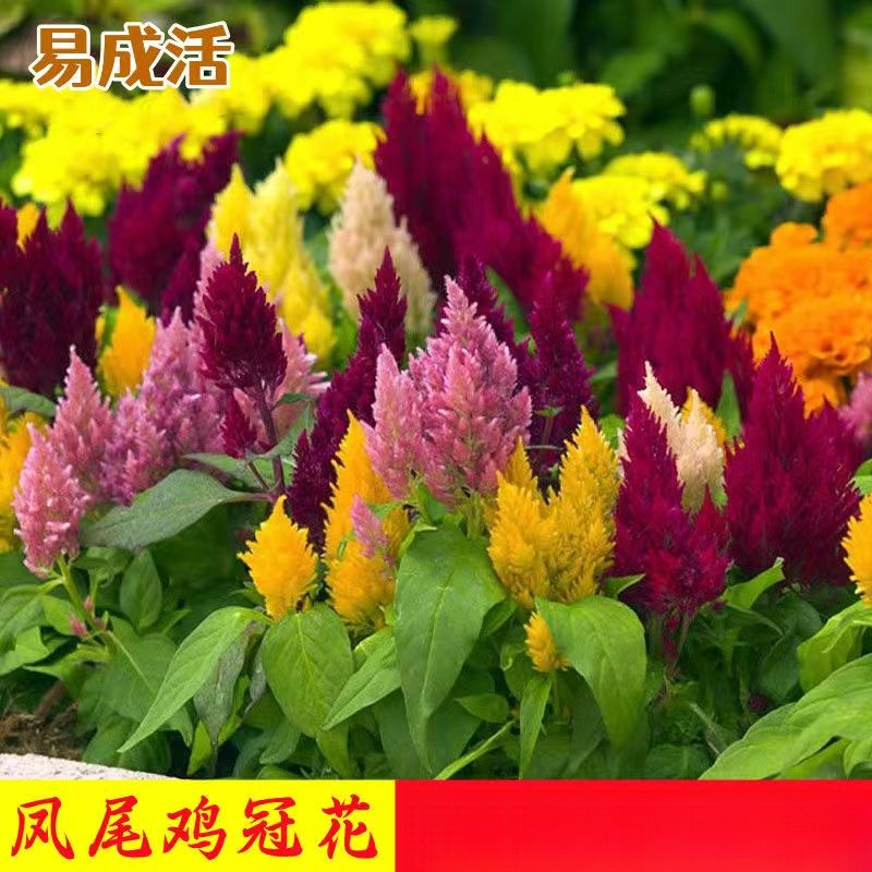 鸡冠花种籽七彩凤尾鸡冠花冠状花种室外耐旱活四季盆栽花卉种籽