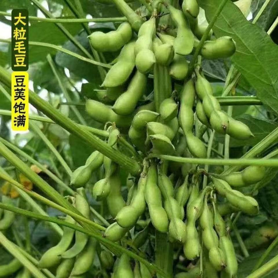 特早王45天毛豆种子早熟矮杆菜用大豆种子大粒高产四季种子大全