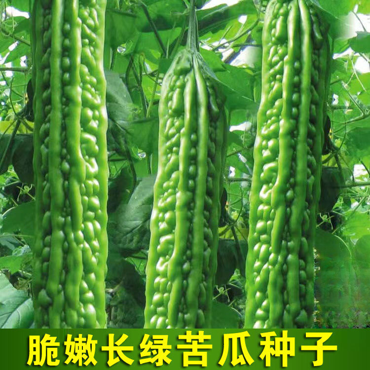 长绿苦瓜种子四季阳台季庭院阳台盆栽蔬果瓜果蔬菜子常绿苦瓜种籽