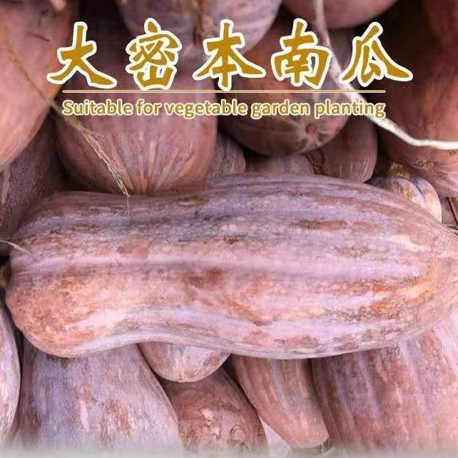 大蜜本南瓜甜粉面蜜本南瓜抗病早熟耐贮运四季蔬菜种籽料