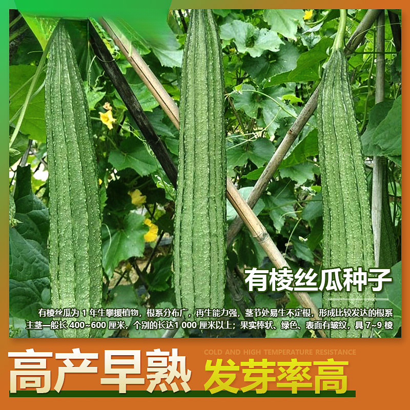 高产特长棱角丝瓜种子大肉丝瓜四季早熟棱瓜八角丝瓜菱角丝瓜种