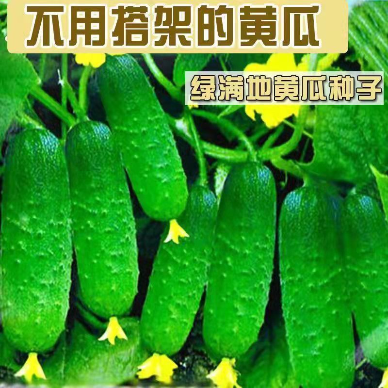 水果黄瓜种子高产压趴架四季盆栽春秋黄瓜种旱籽大棚阳台蔬菜种子