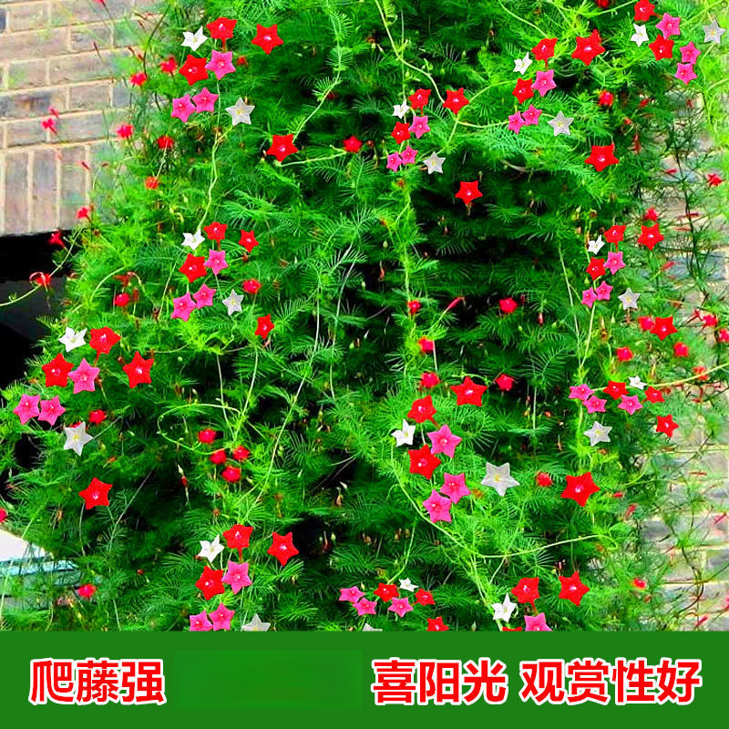 种子爬藤羽叶茑萝种子五角星花种阳台花新娘花莺萝庭院植物花籽