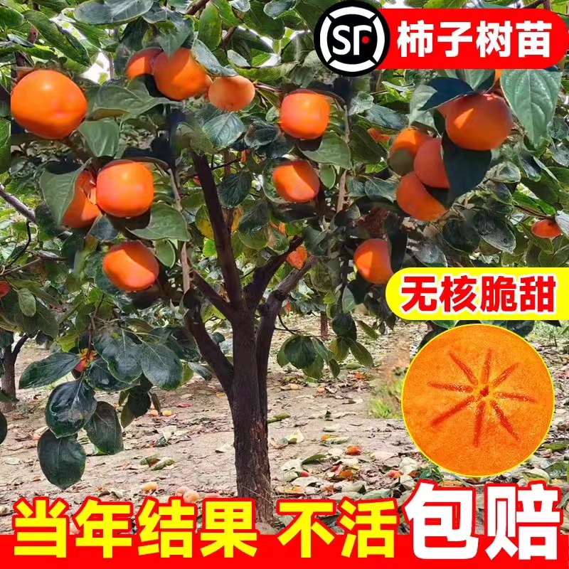 柿子苗树苗嫁接果树苗南北方种植地栽火晶柿脆甜柿子树苗当年结果