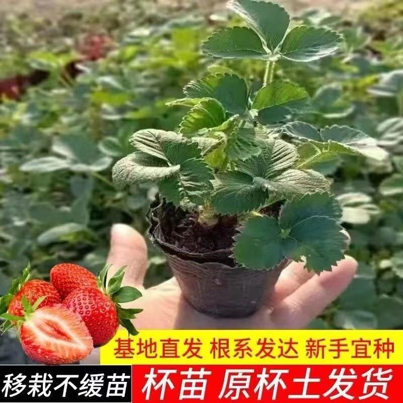 【45天结果】四季奶油草莓苗原盆原土南北方阳台种植当年结果盆栽
