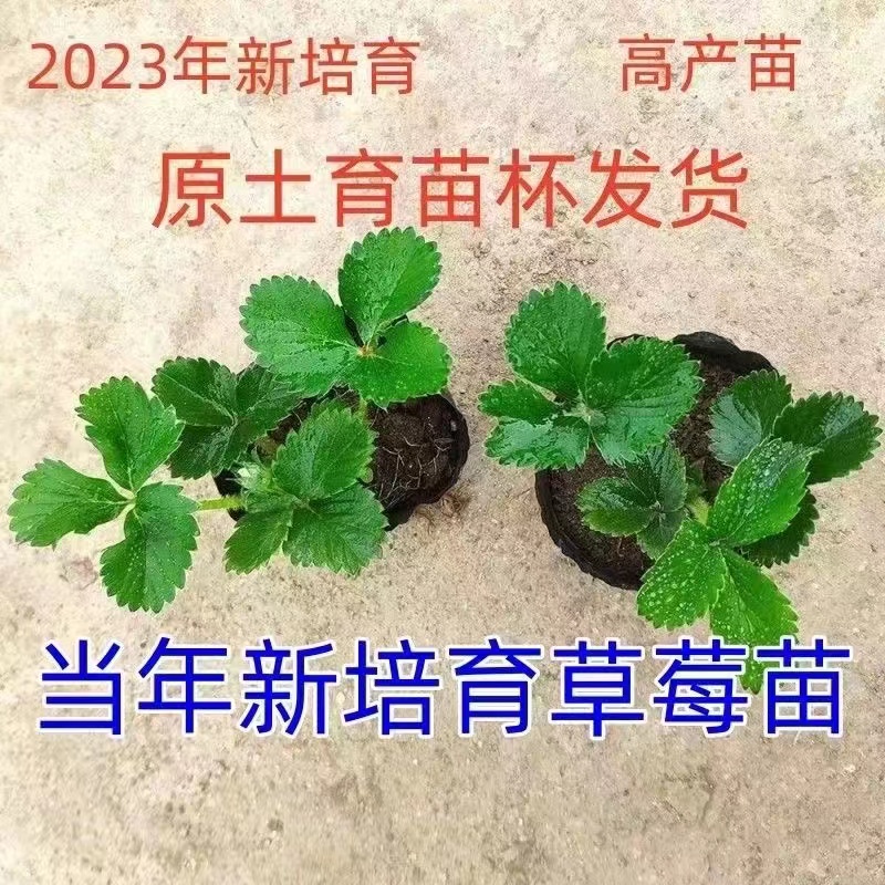 四季草莓苗原盆带土黑珍珠奶油新品种草莓秧苗好养活当年结果活苗