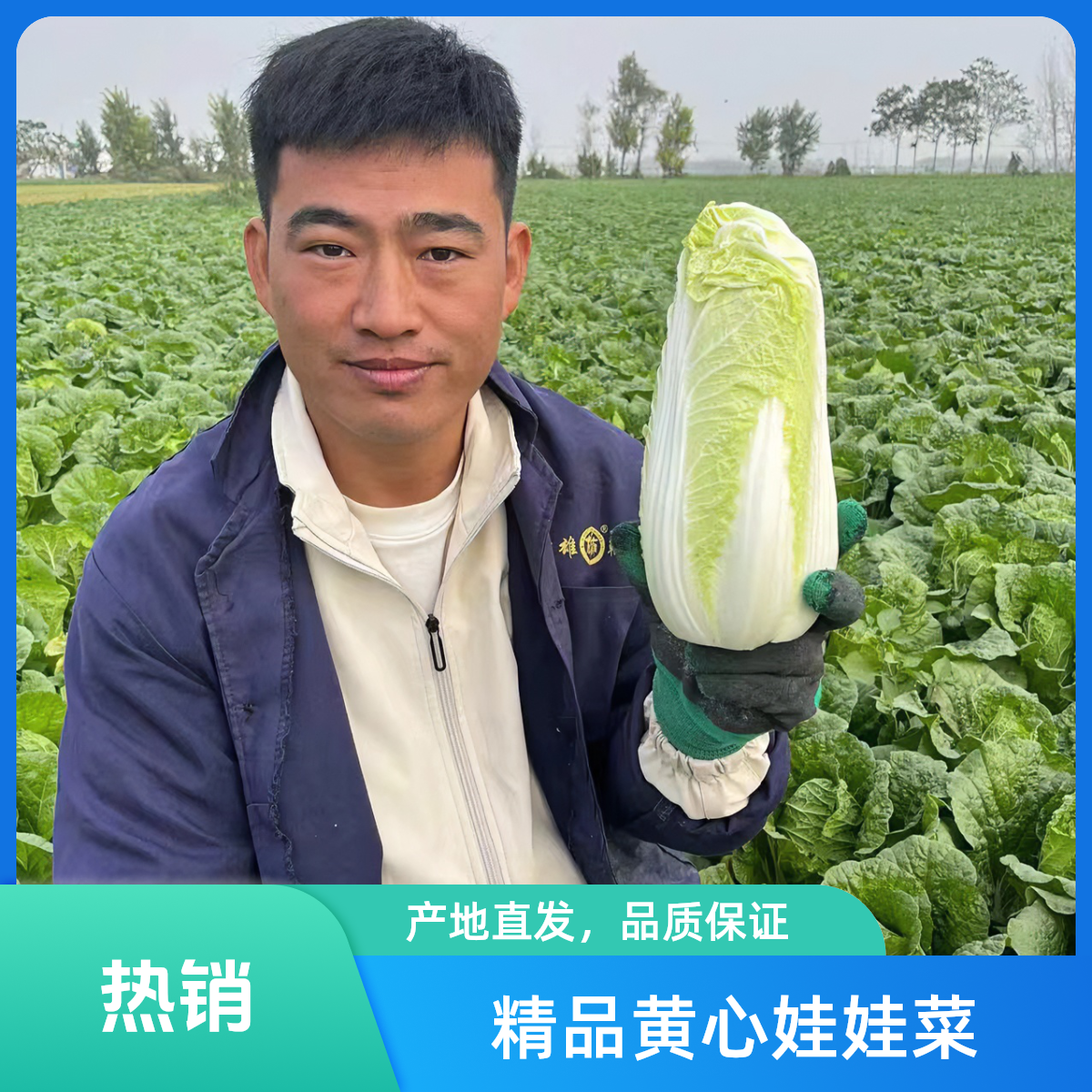 精品黄心娃娃菜新鲜应季清甜脆甜软糯香甜现砍现发