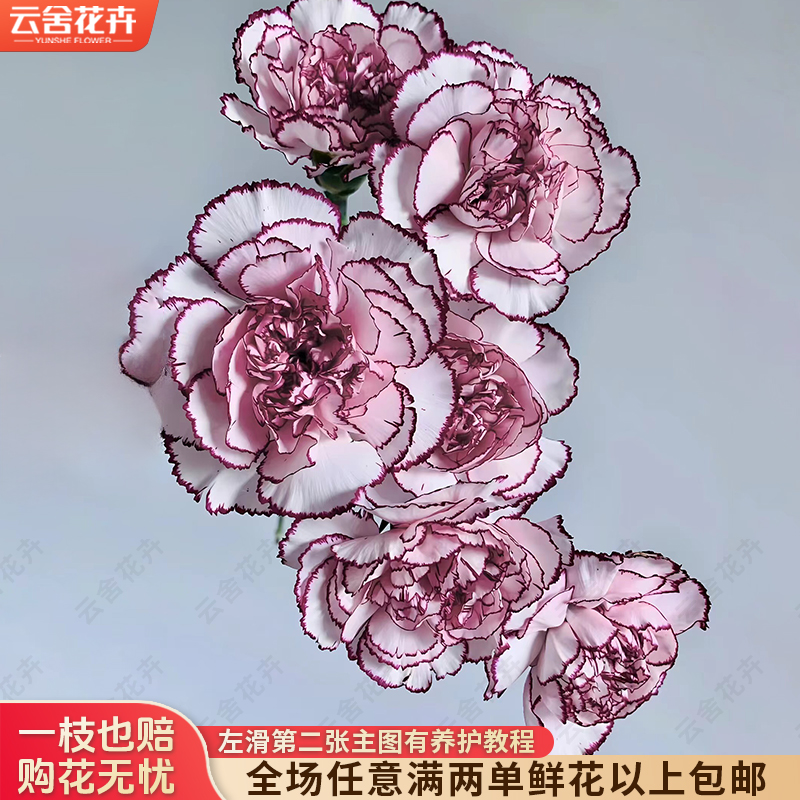 【云舍花卉】【紫精灵】康乃馨全场任意满两单及以上鲜花包邮发货
