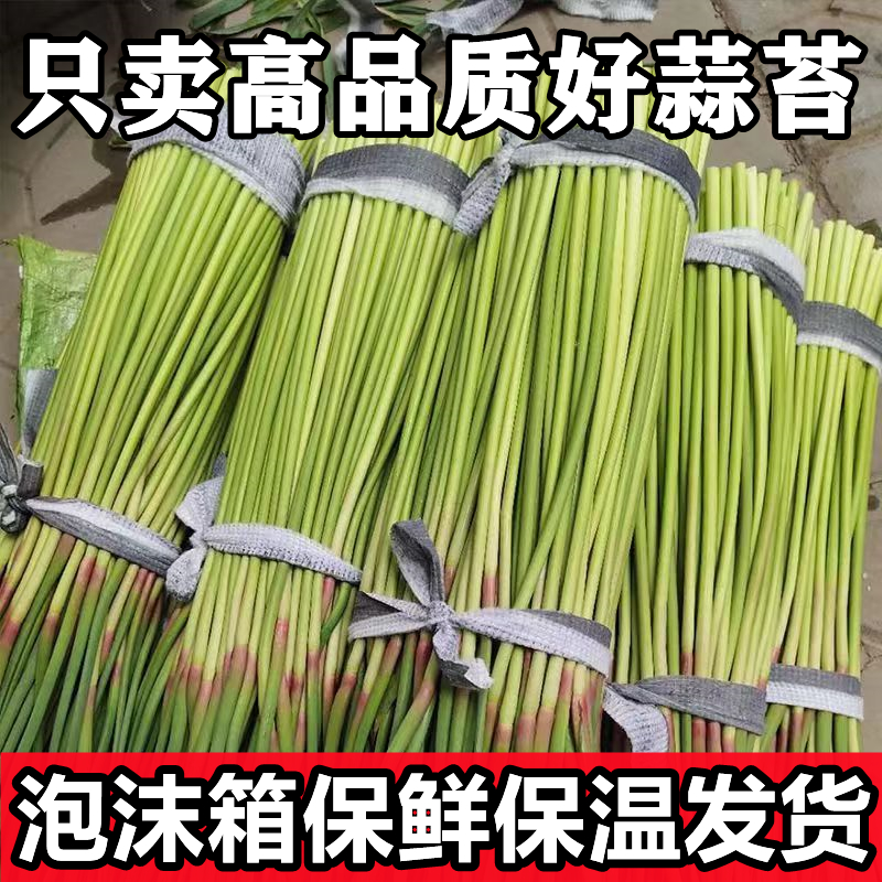 【抢爆了】嫩新鲜蒜苔蔬菜大蒜蒜薹蒜苗苔河南农家大蒜苔1斤5斤新苔