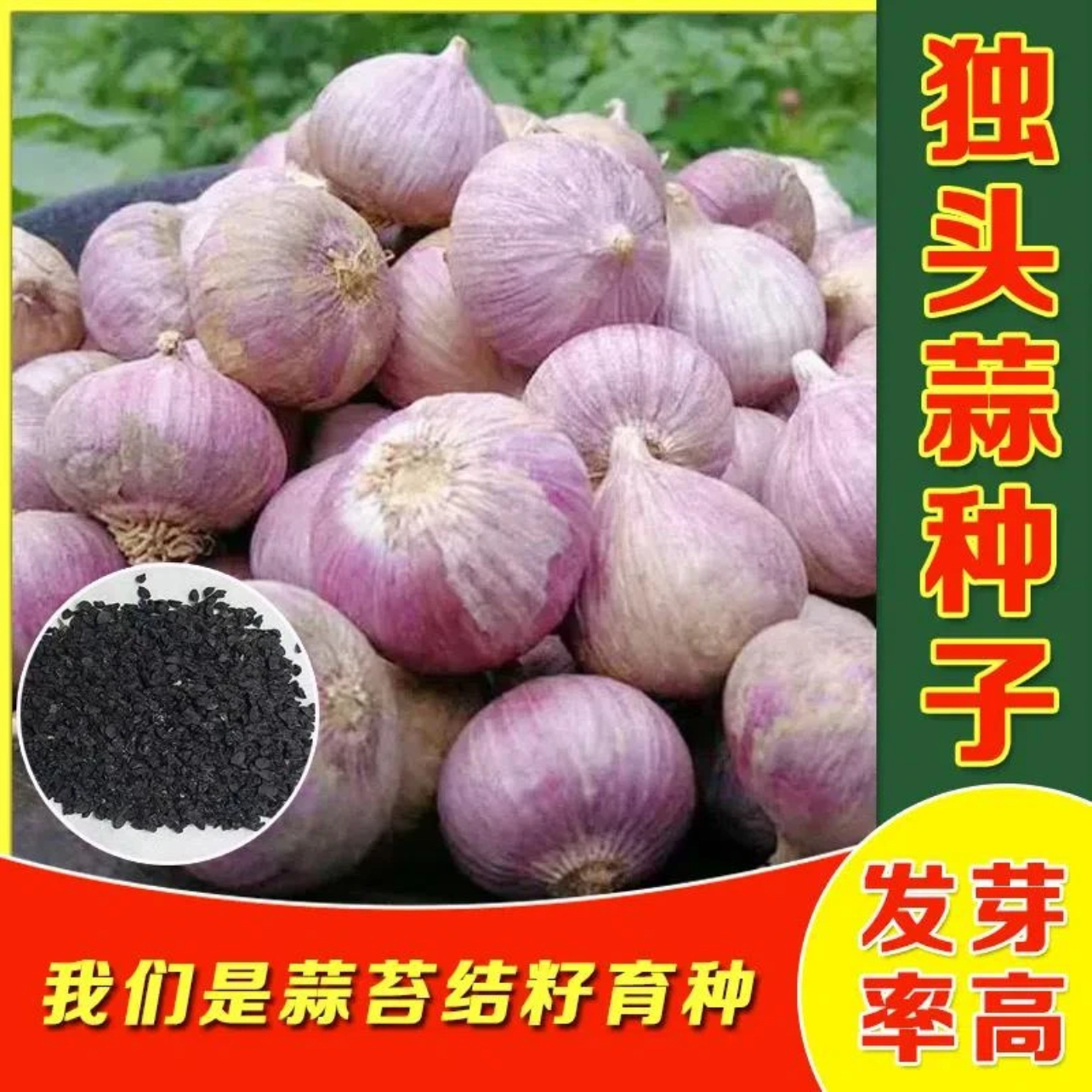 农家独头蒜种子红皮四季紫皮大蒜苗种籽种植蒜苔盆栽蔬菜种籽孑