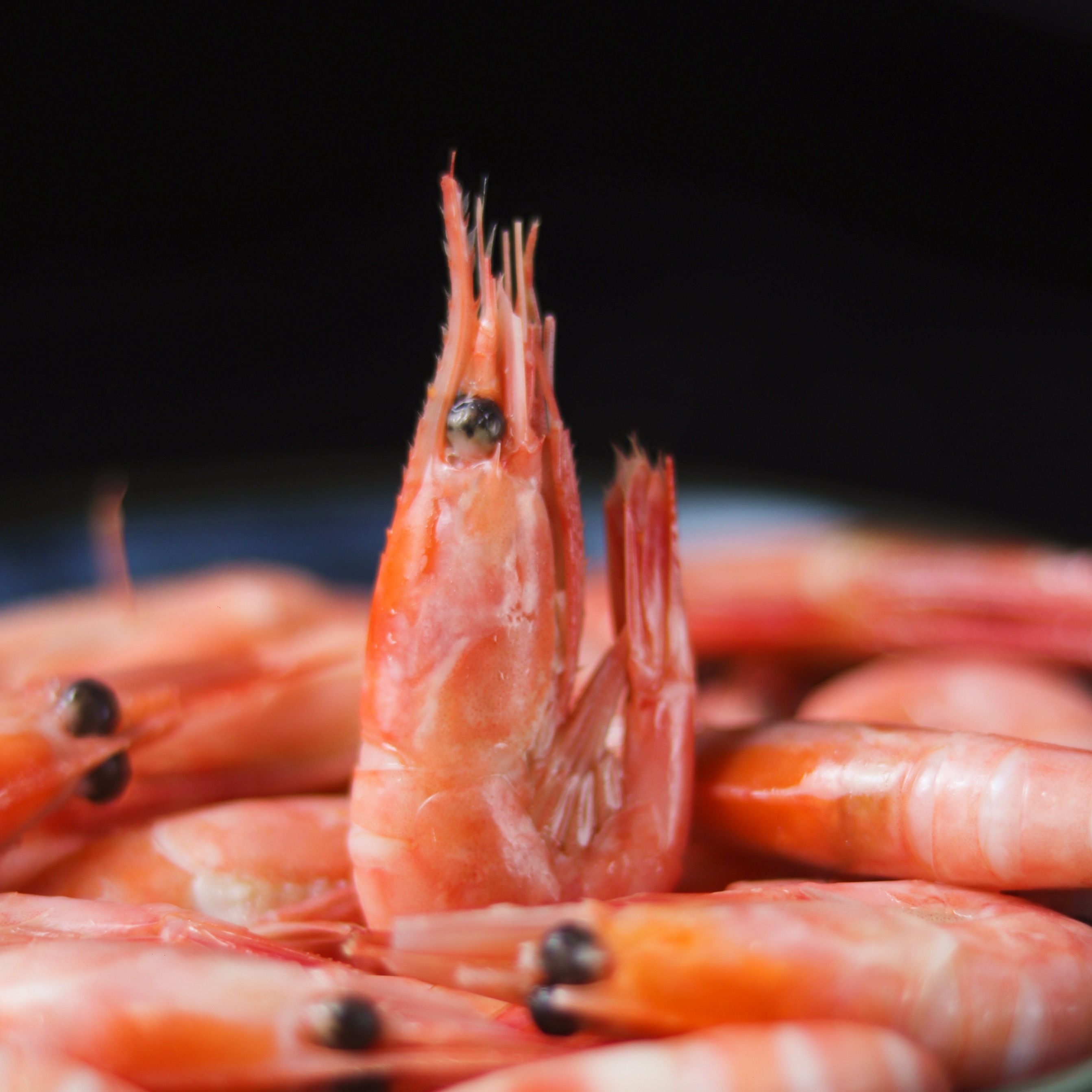23年新鲜北极甜虾 头籽头膏70-90大号规格三斤 熟冻即食深海海鲜