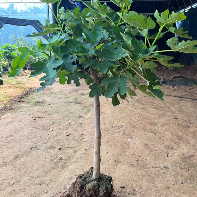青皮无花果树苗粗度2厘米左右的