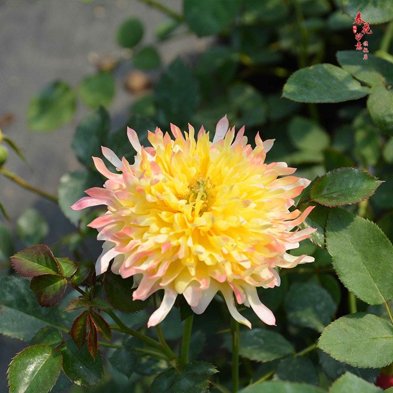 烟花波浪玫瑰花苗 切花系列 四季开花 绿植月季盆栽花卉 大花浓香