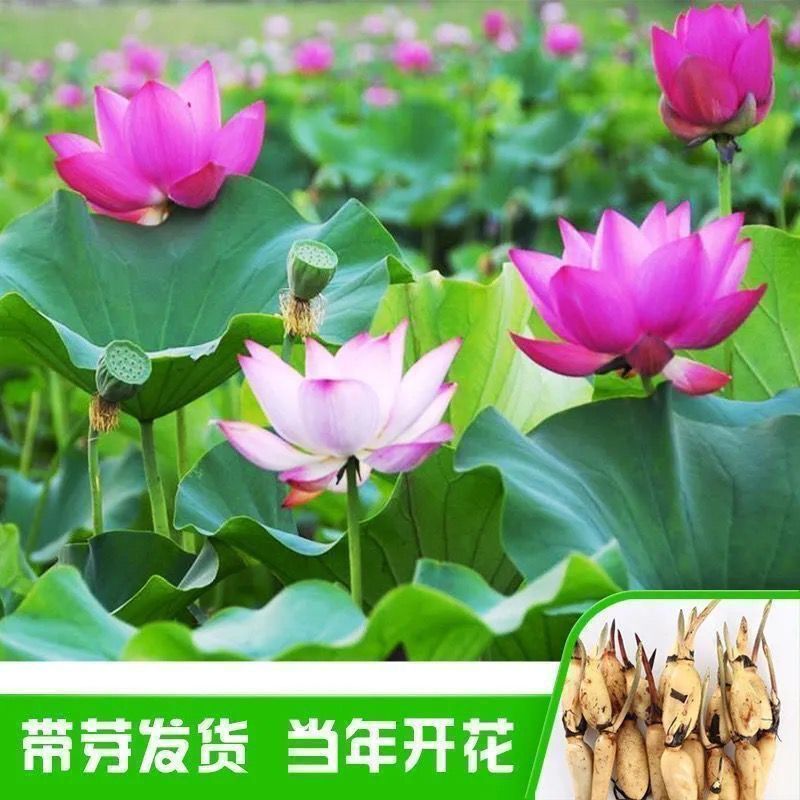 大型观赏荷花种苗莲藕种种苗盆栽庭院莲室外种植四季荷花苗莲花苗
