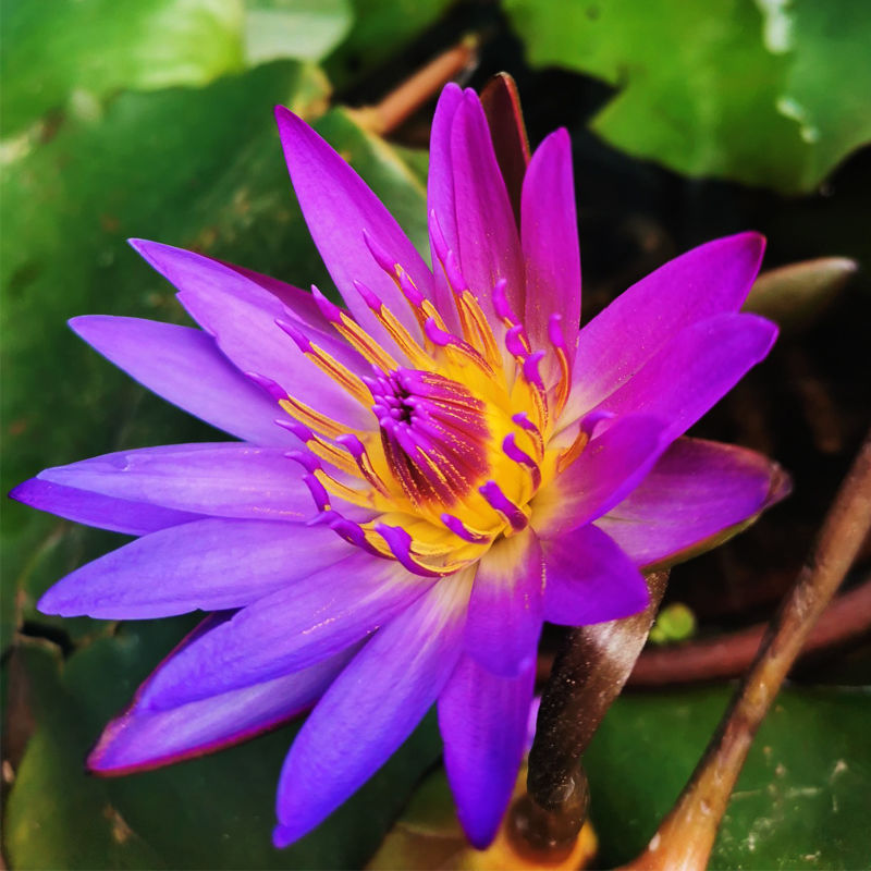 睡莲盆栽带芽带叶大苗室外阳台庭院鱼缸水池水培植物四季开花室内