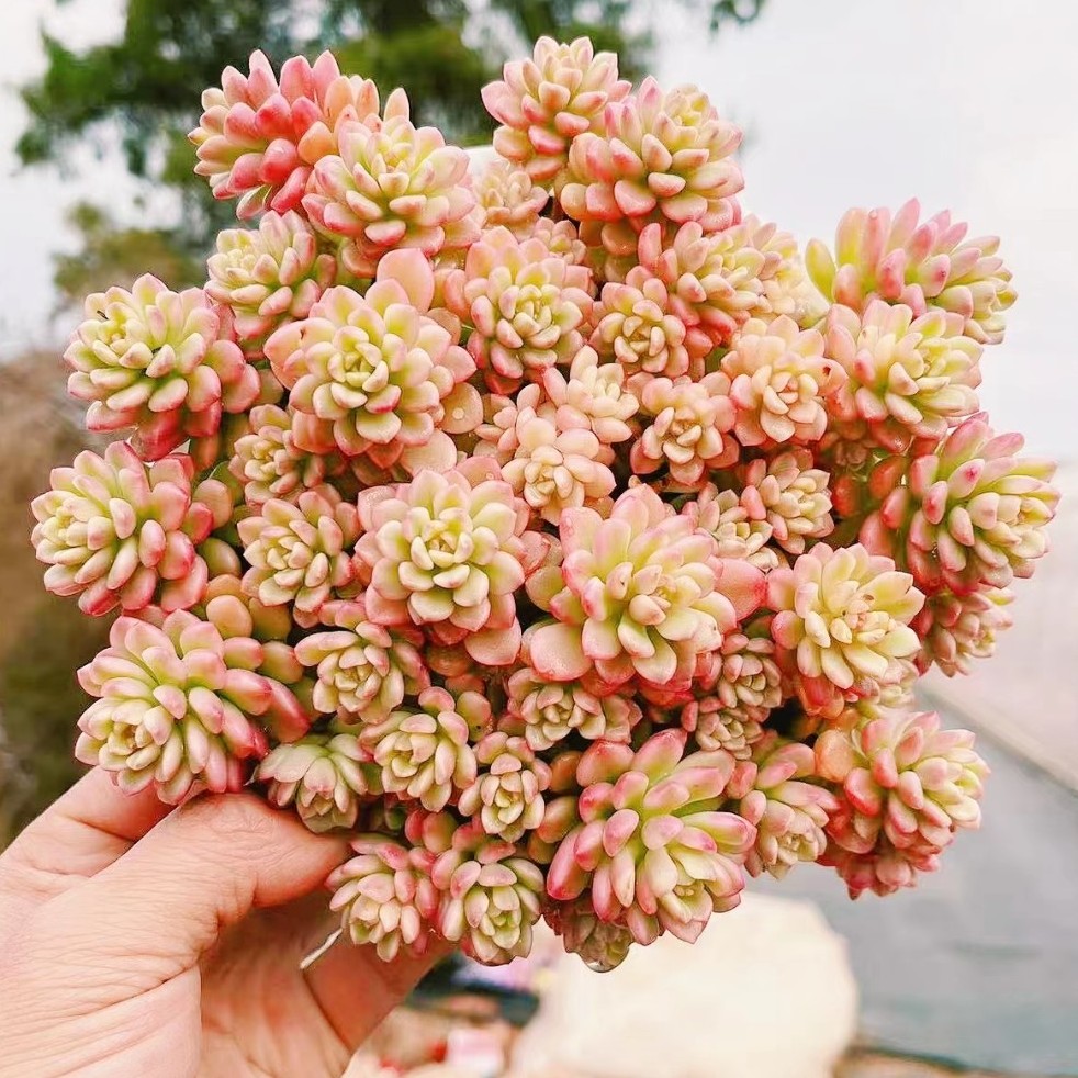 BA太阳花   大盆散群 耐旱喜阳  阳台绿植盆栽 新手好养 基地直发