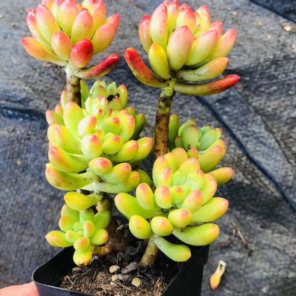 春萌多肉 阳台露台绿植栽种养护 满9.9包邮