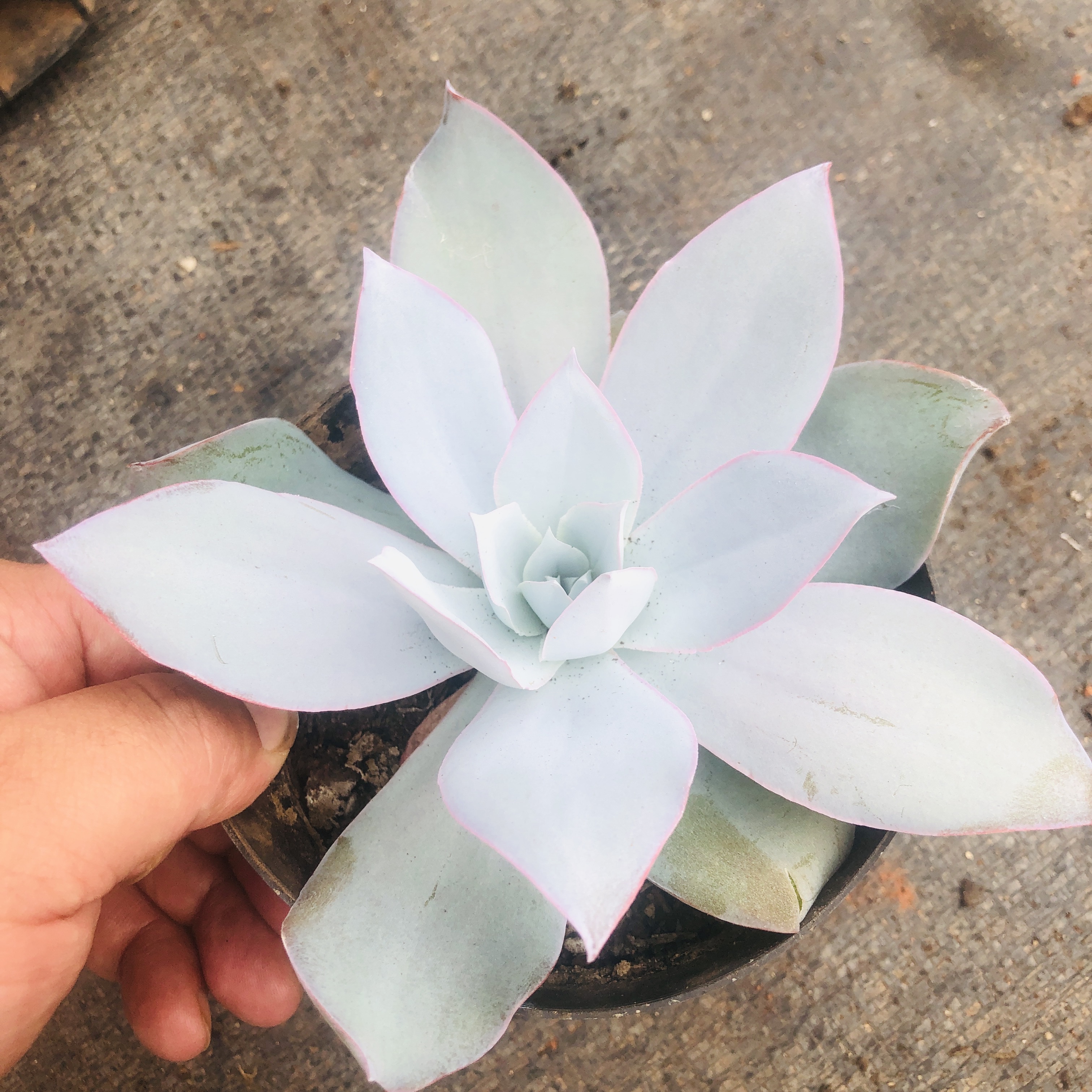 广寒宫多肉 阳台露台绿植栽种养护 满9.9包邮