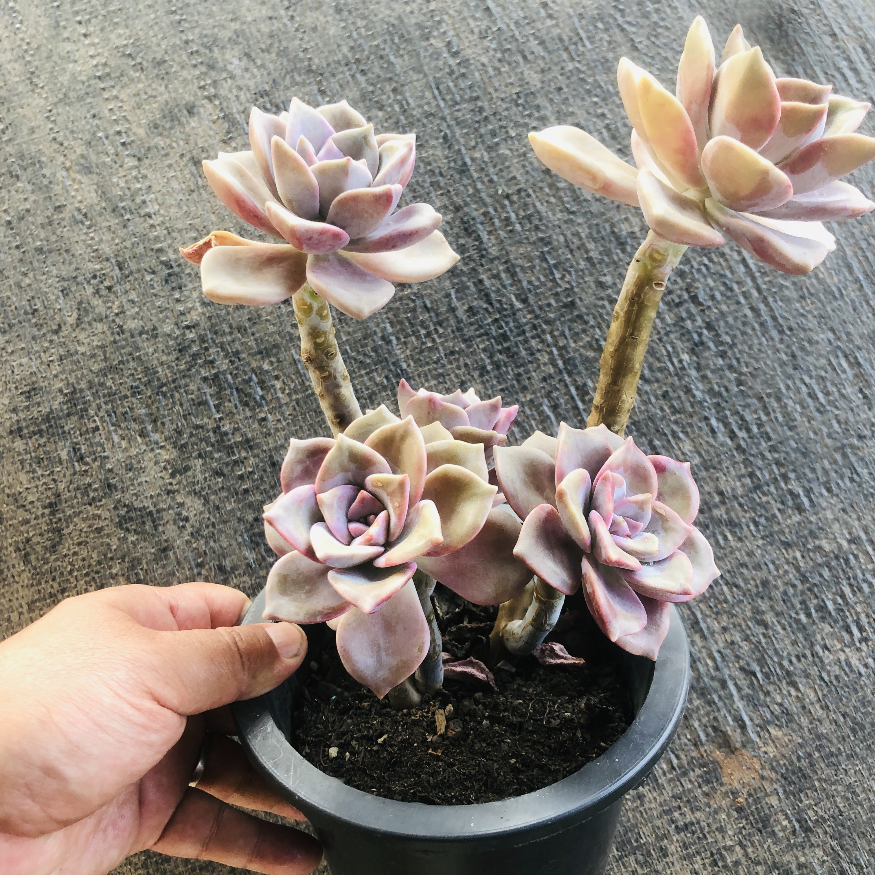 溏心血斑紫乐多肉 阳台露台绿植栽种养护 满9.9包邮