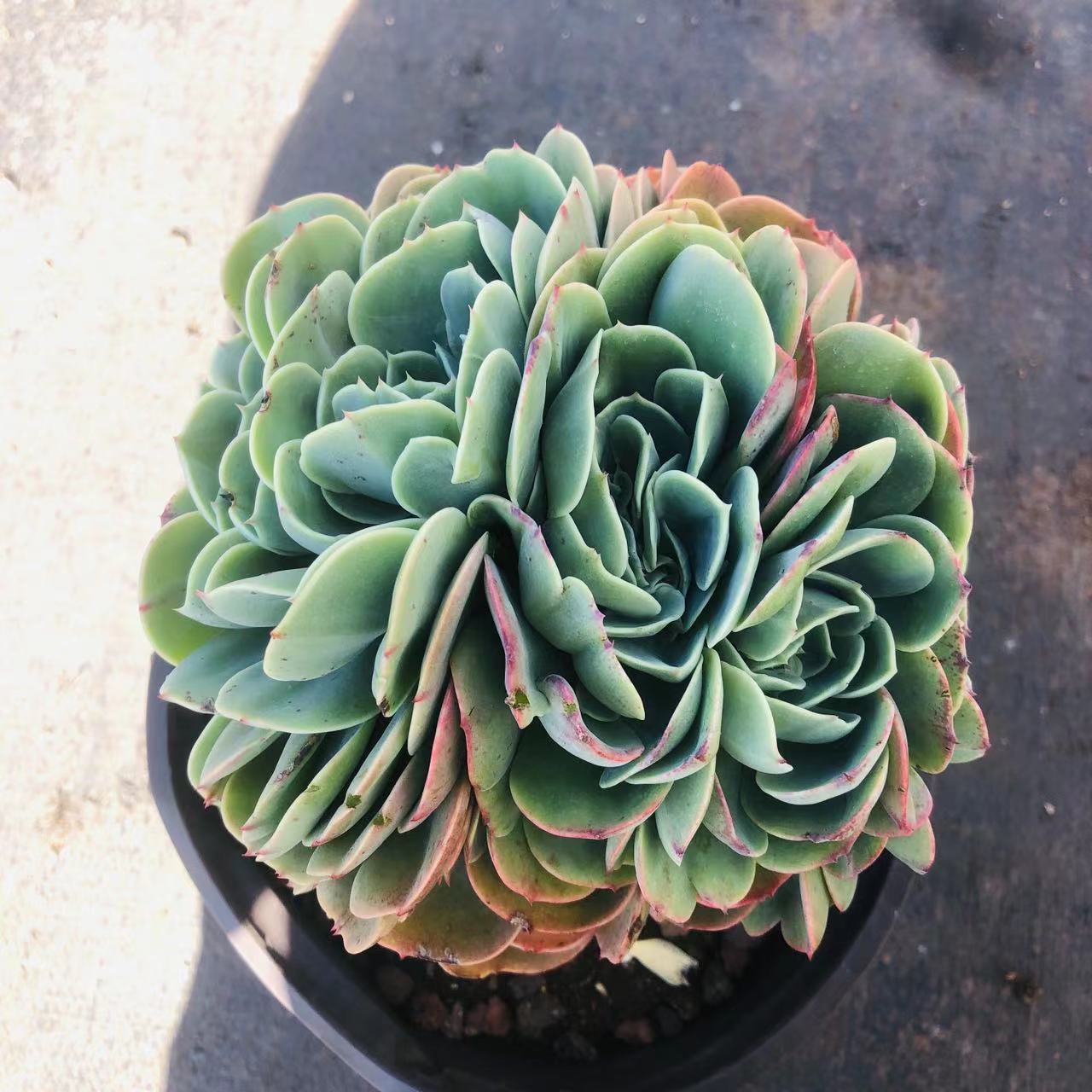 爱斯梅兰达多肉 阳台露台绿植栽种养护 满9.9包邮