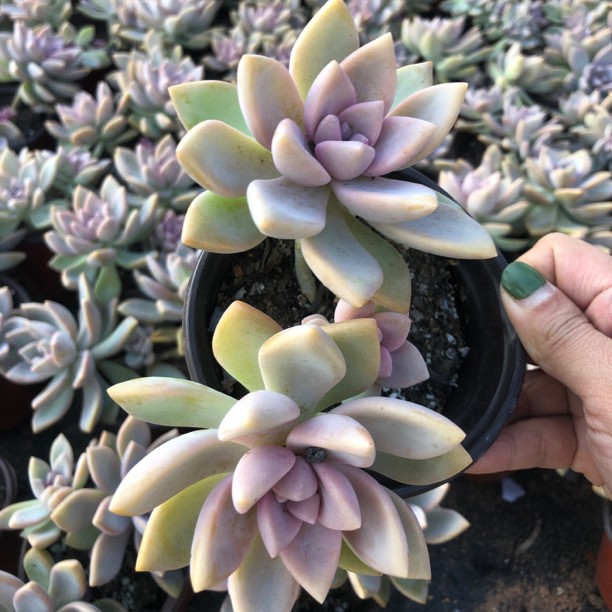 紫雾多肉 阳台露台绿植栽种养护 满9.9包邮
