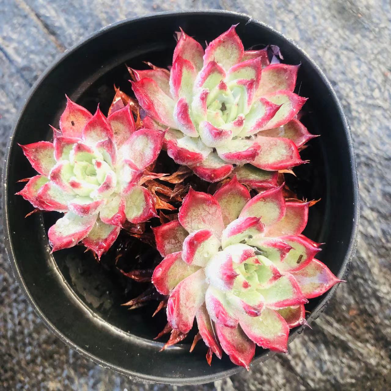 倾城多肉 阳台露台绿植栽种养护 满9.9包邮