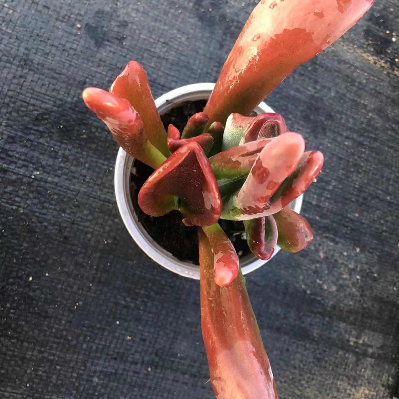 火狐狸多肉 阳台露台绿植栽种养护 满9.9包邮