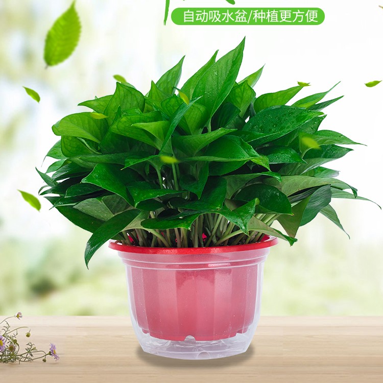 绿萝盆栽花卉植物室内吸除甲醛净化空气长藤垂吊兰大绿箩水培绿大