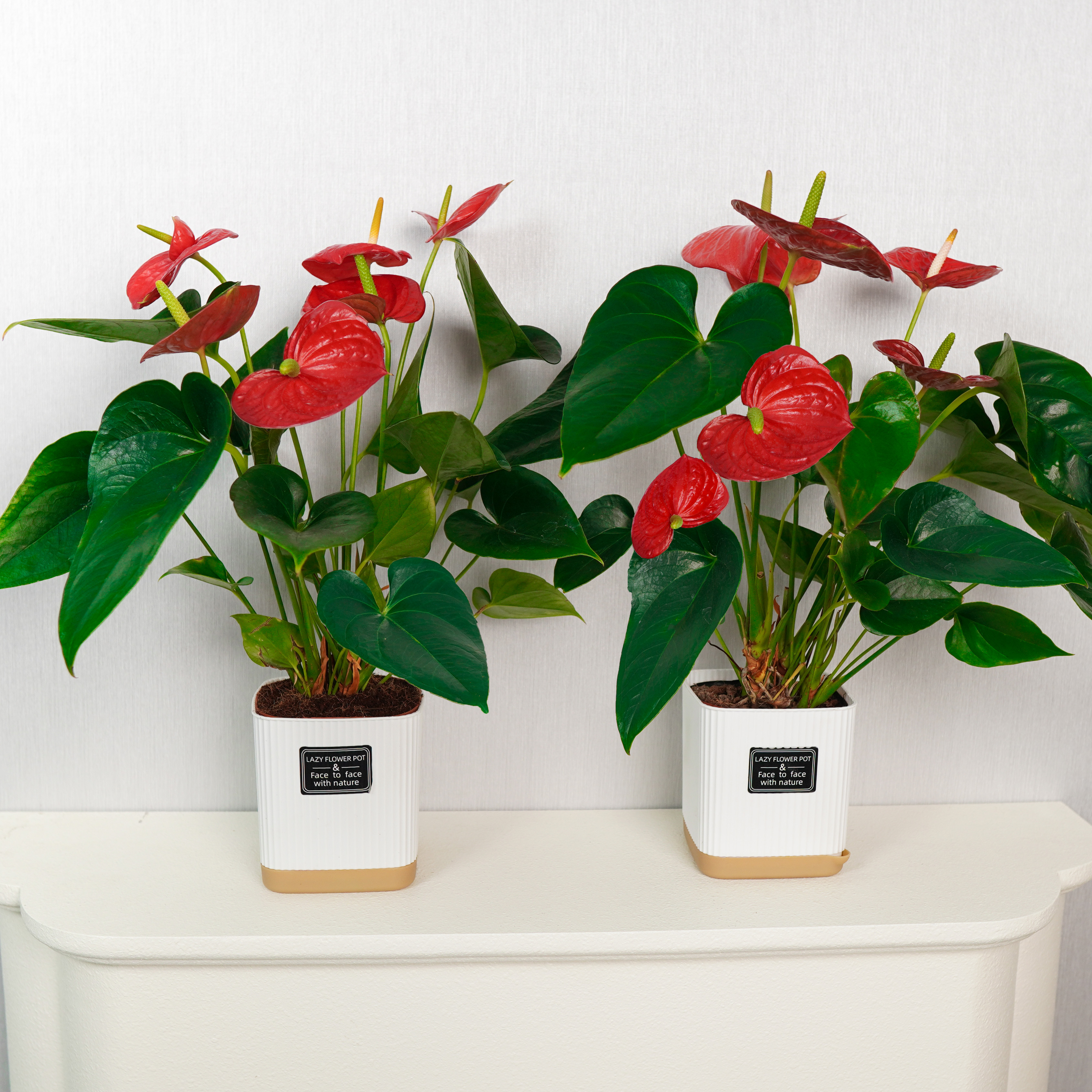 【拾玥云泽】红掌盆栽植物好养土培大展宏图室内客厅美观年宵花绿植